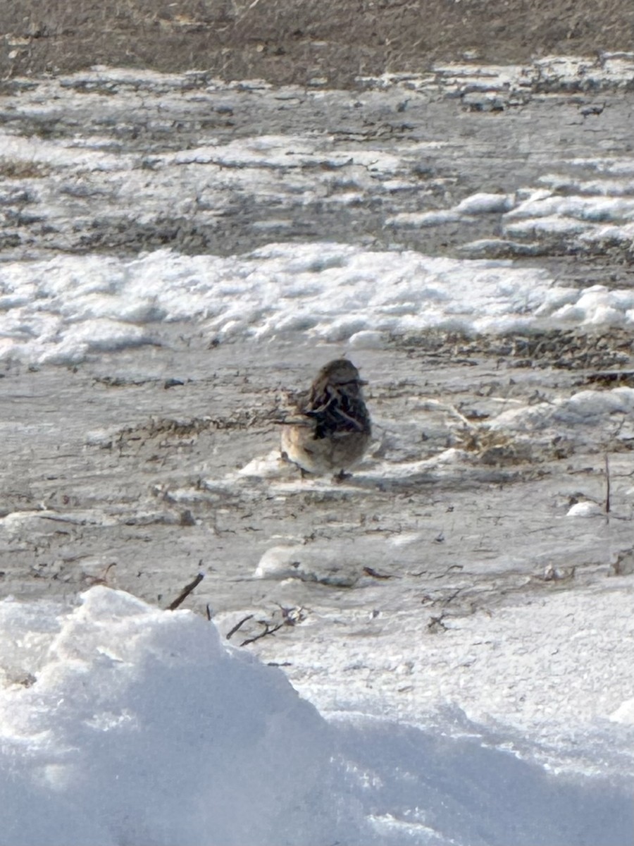 American Tree Sparrow - ML647043087