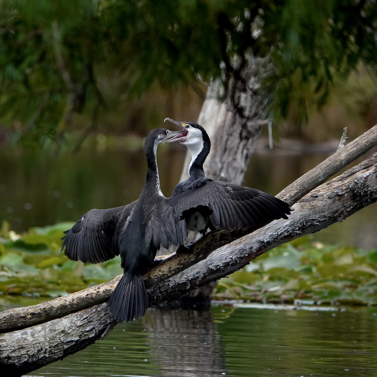 マミジロウ - ML647043088