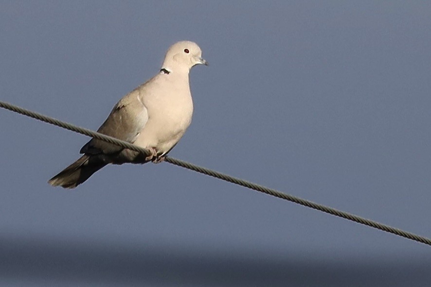 Eurasian Collared-Dove - ML647043090