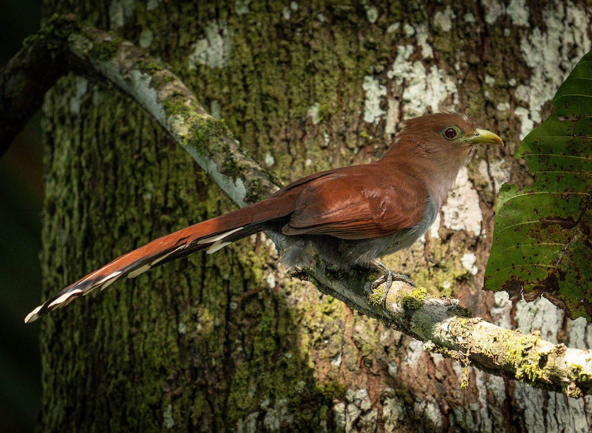 Common Squirrel-Cuckoo - ML647043091