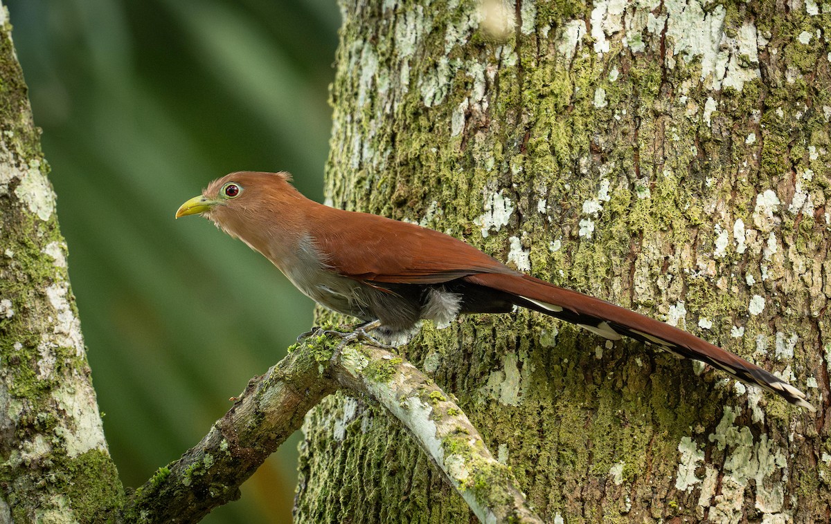 Common Squirrel-Cuckoo - ML647043092