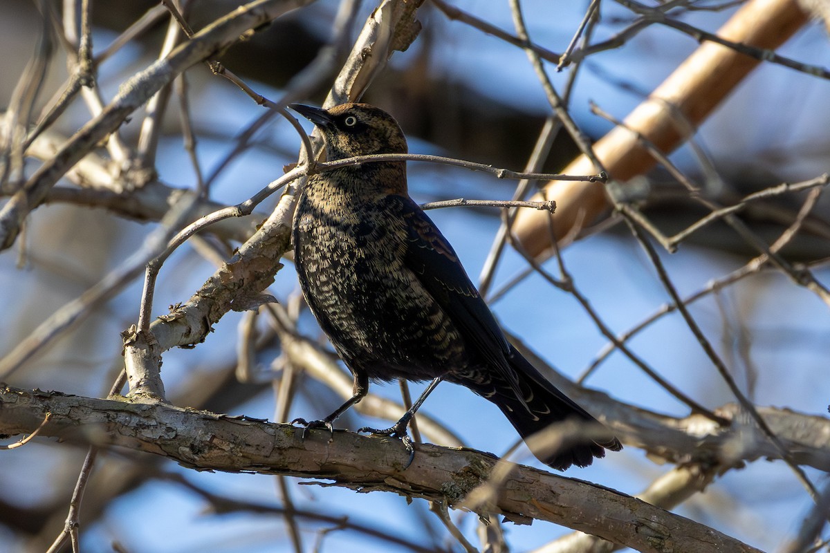 Rusty Blackbird - ML647043096