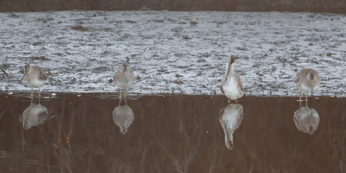 Long-billed Dowitcher - ML647043097
