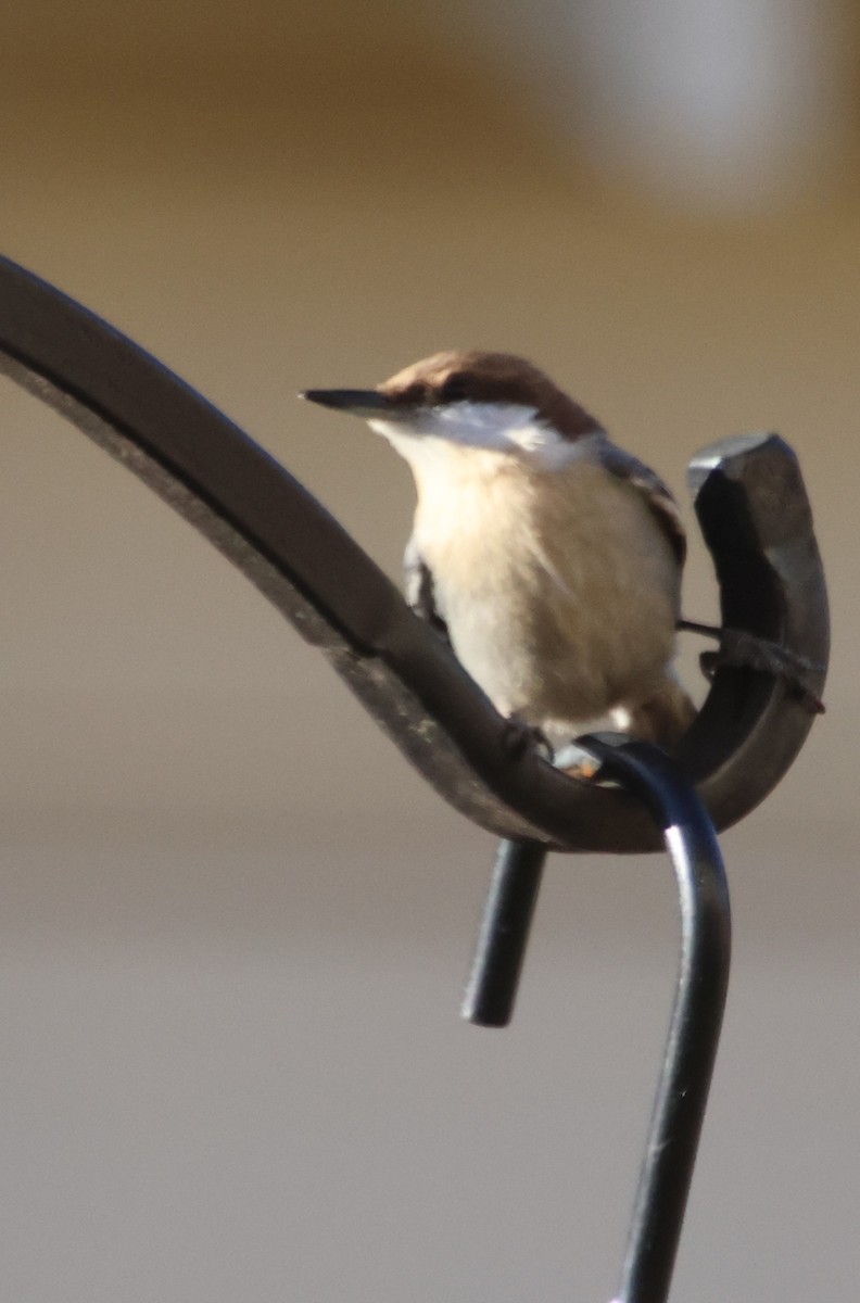 Sittelle à tête brune - ML647043098