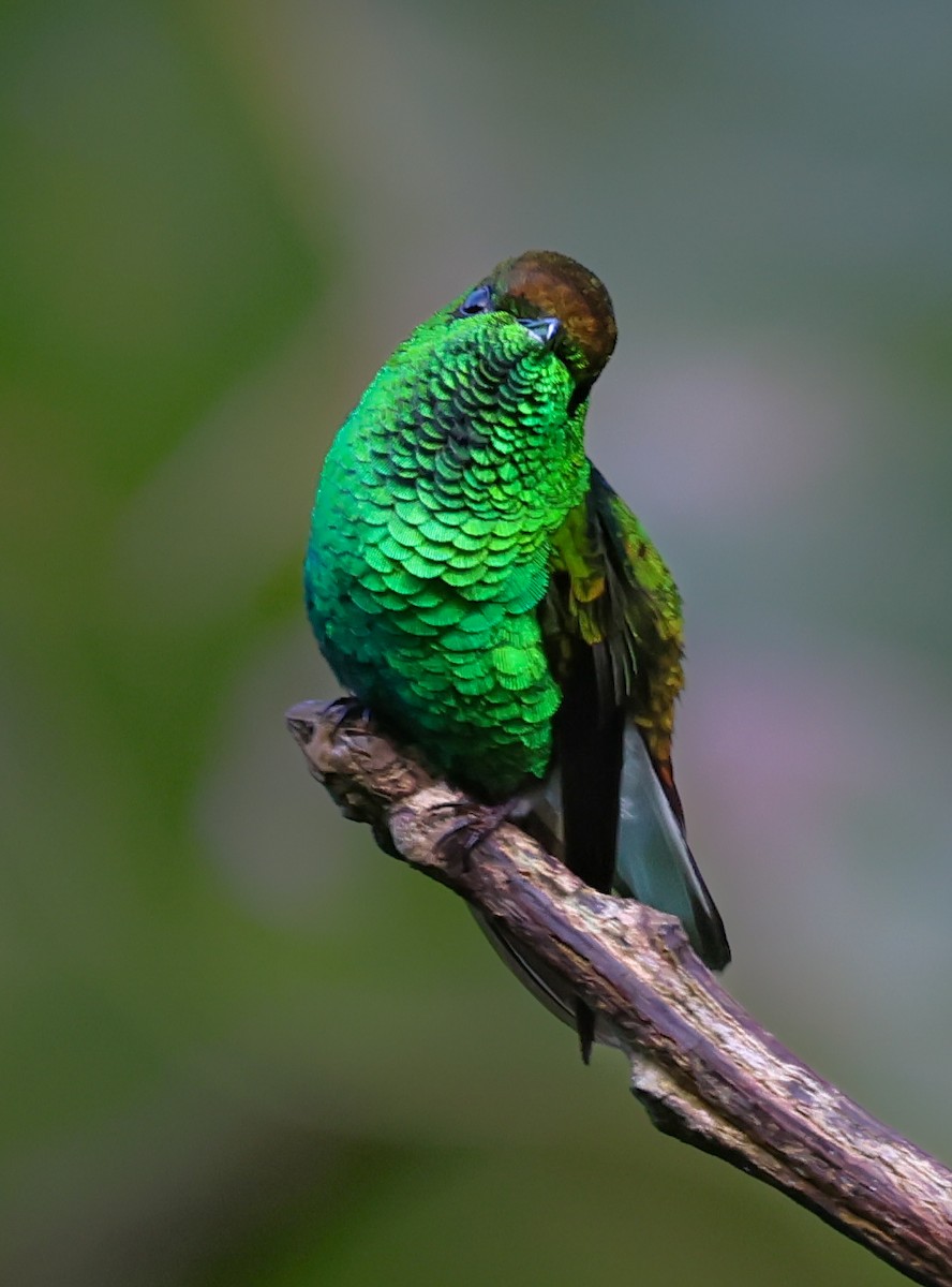 Coppery-headed Emerald - ML647043100