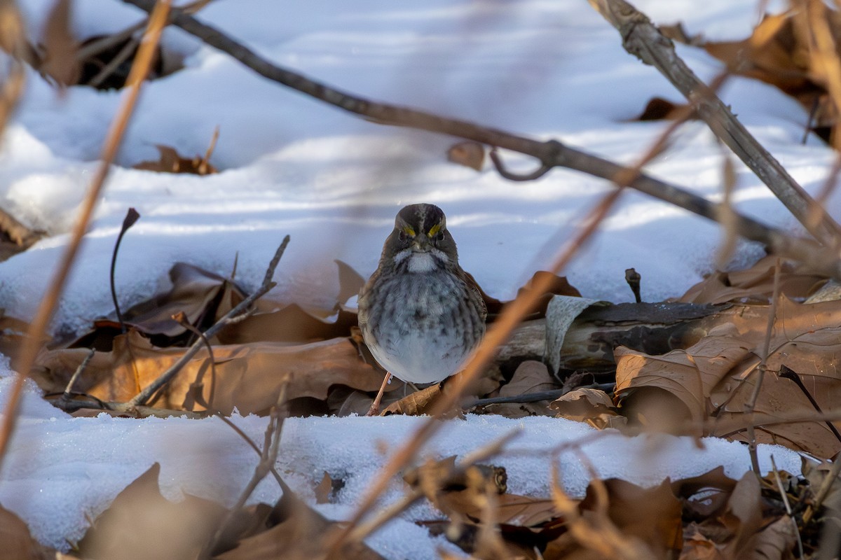 White-throated Sparrow - ML647043103