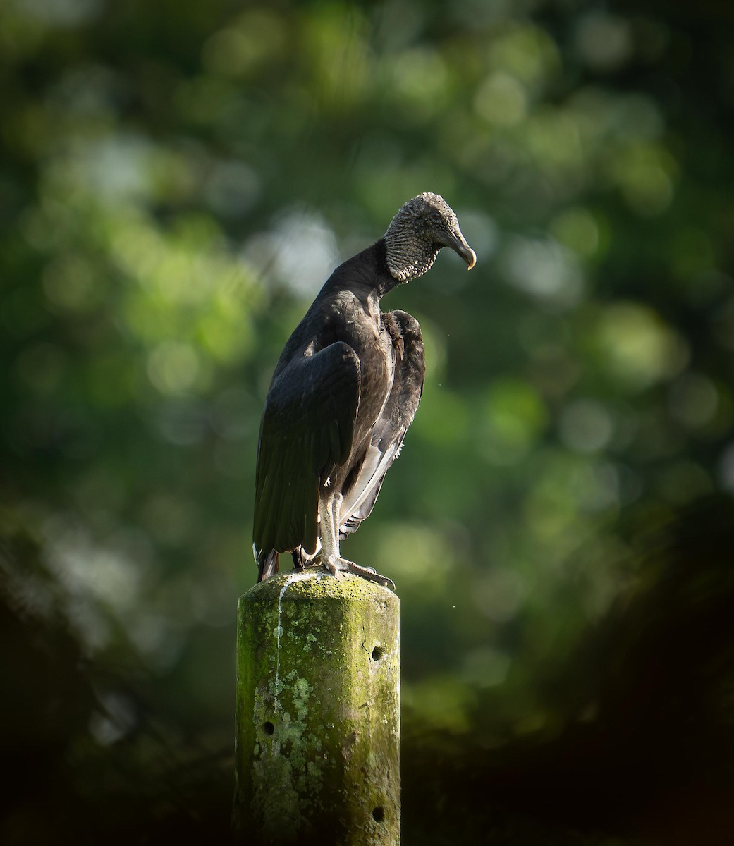 Black Vulture - ML647043104
