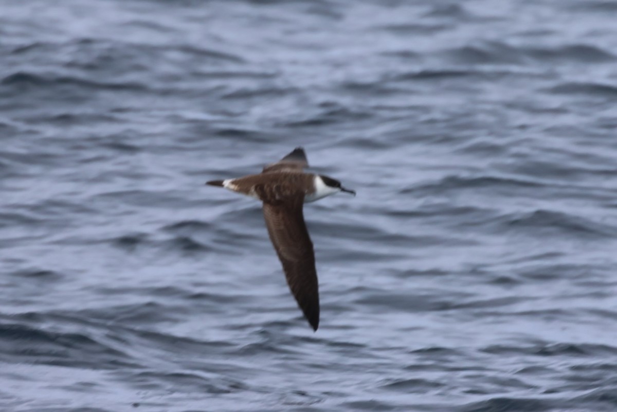 Great Shearwater - ML647043109