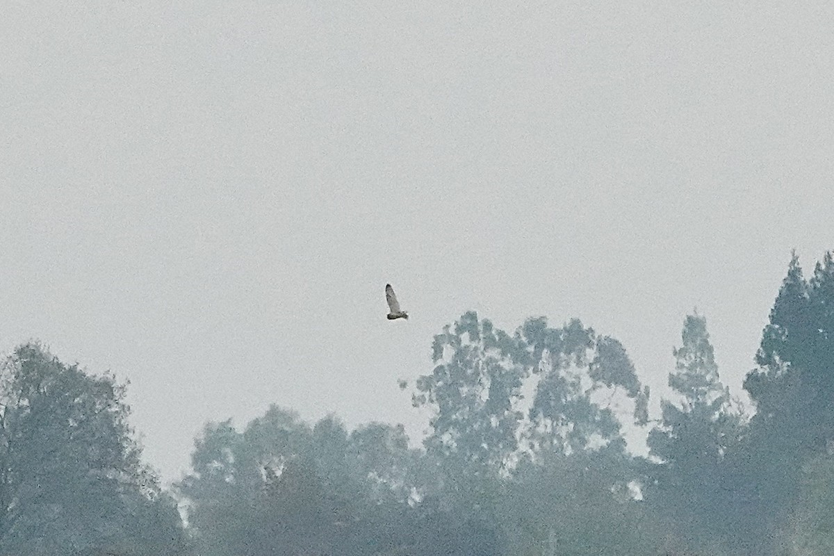 Short-eared Owl - ML647043110