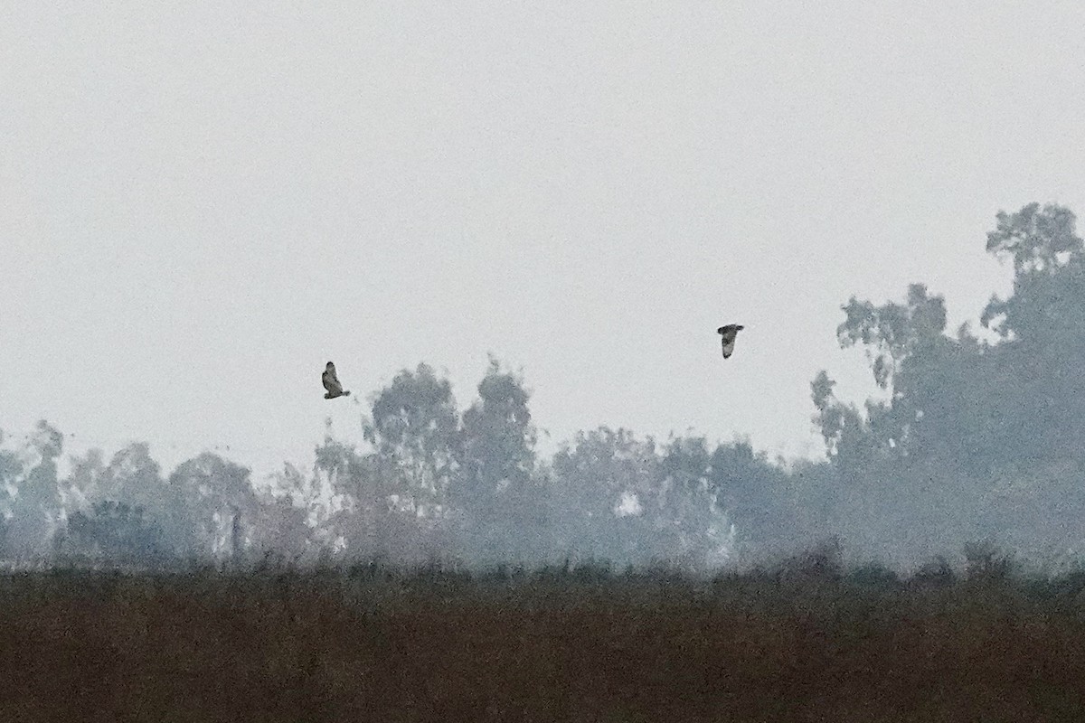 Short-eared Owl - ML647043111