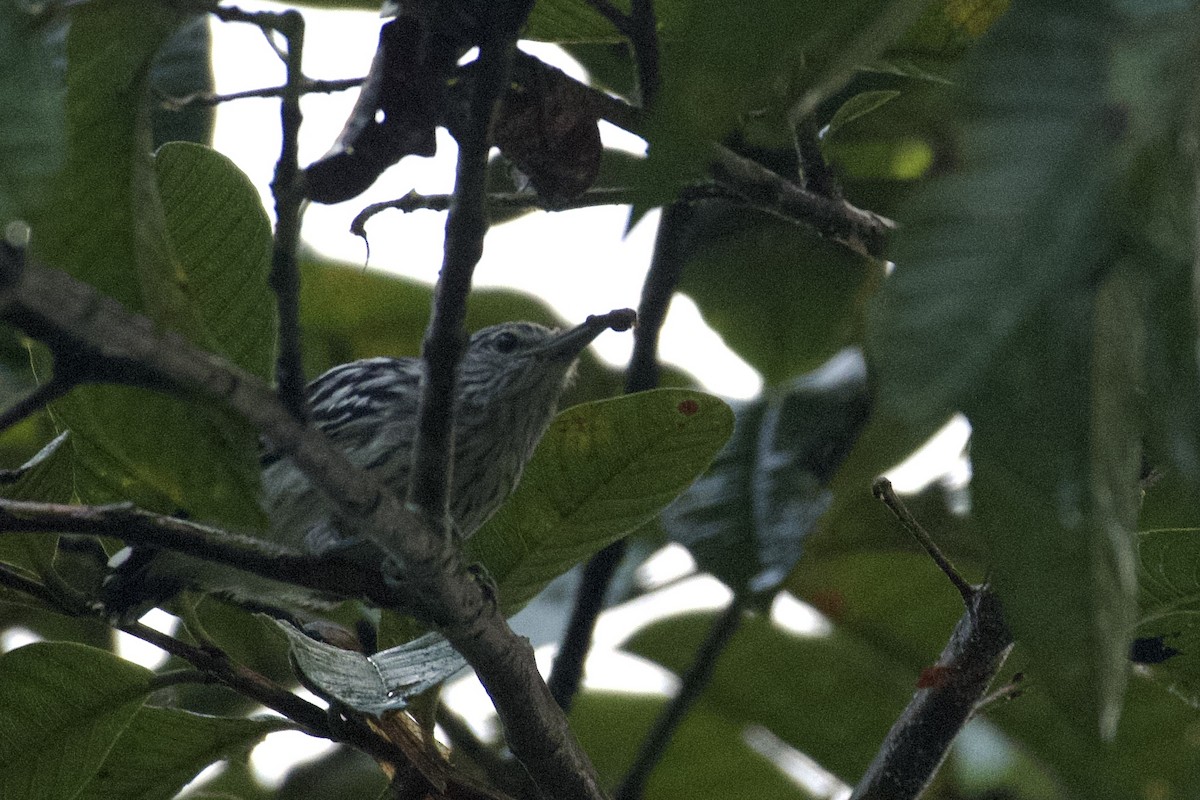 Pacific Antwren - ML647043112