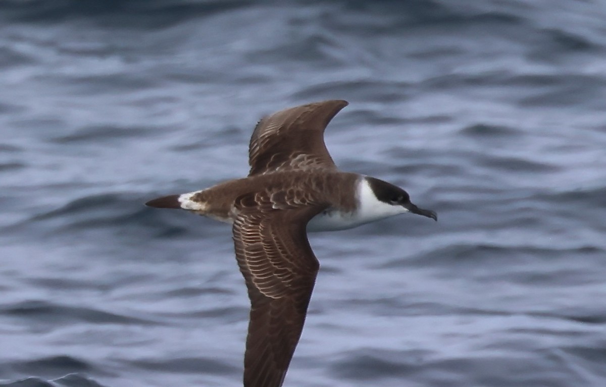 Great Shearwater - ML647043113