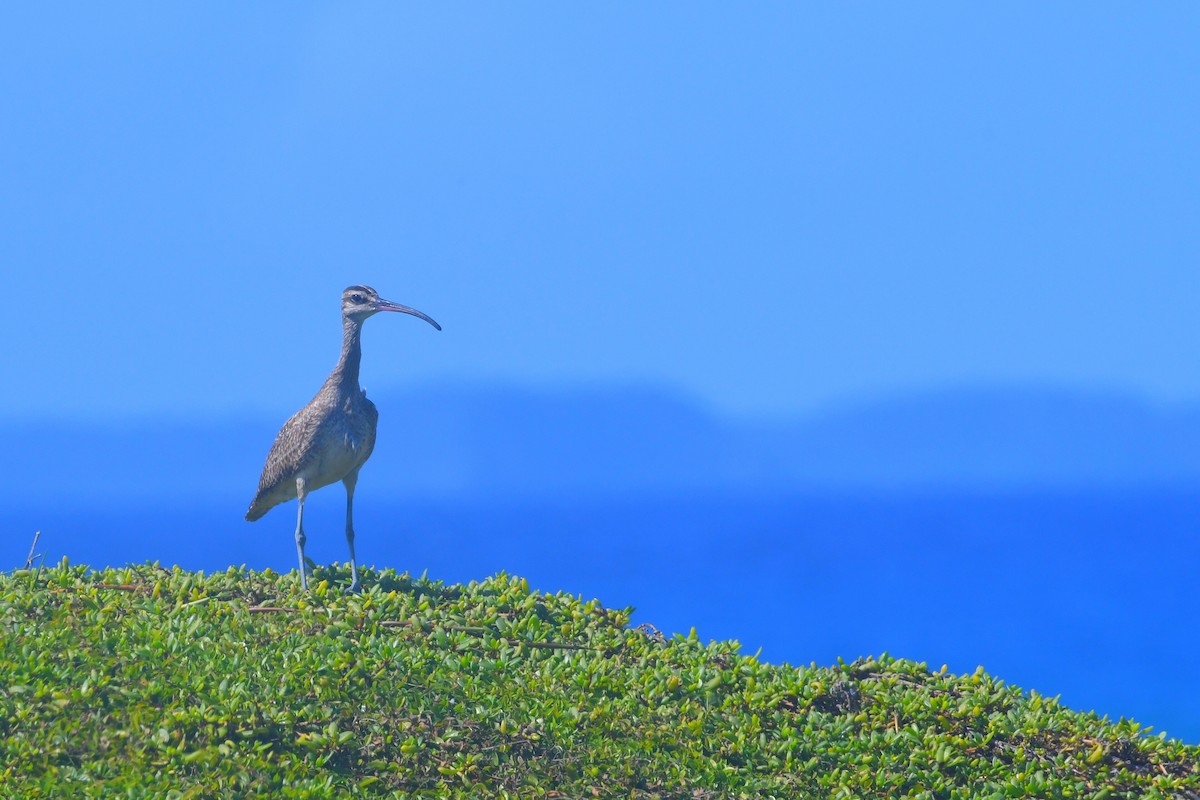 Hudsonian Whimbrel - ML647043114