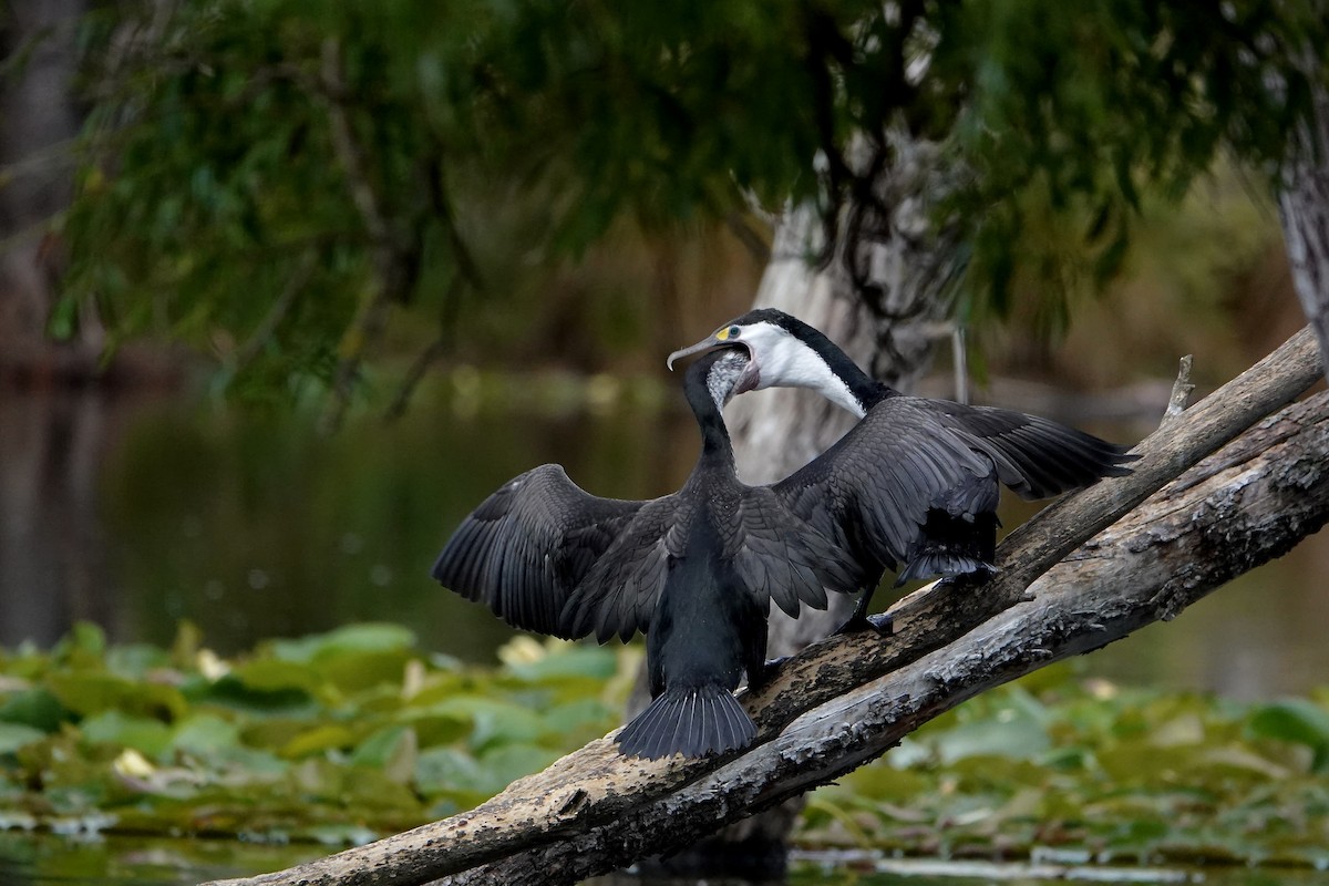 マミジロウ - ML647043116