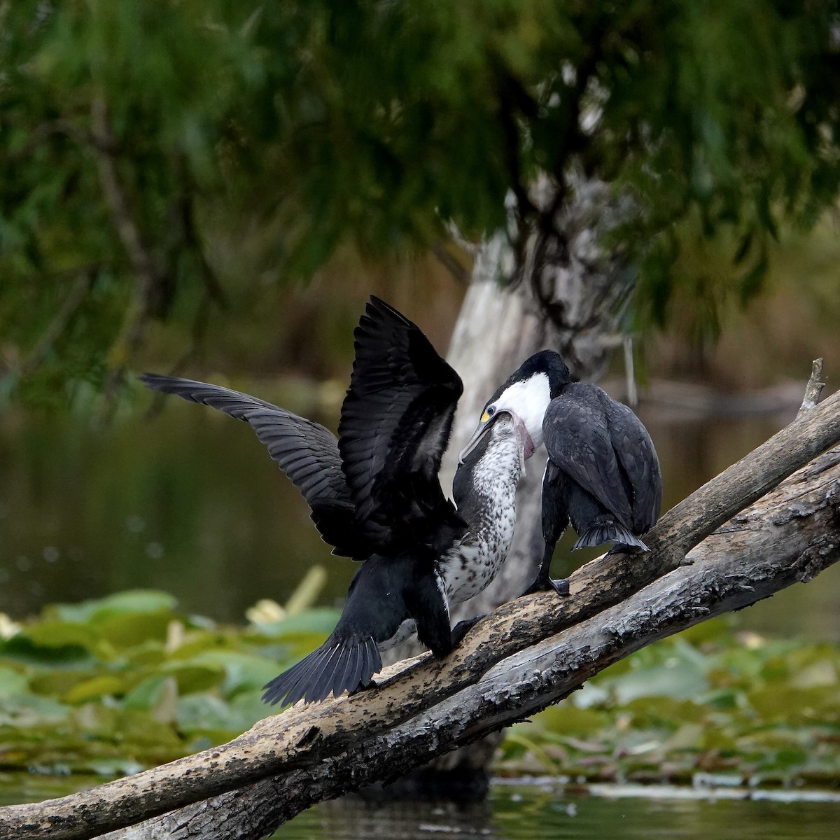 マミジロウ - ML647043123