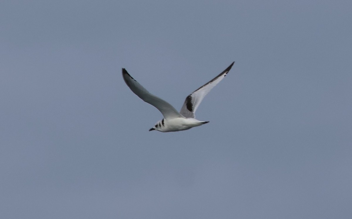 Black-legged Kittiwake - ML647043124