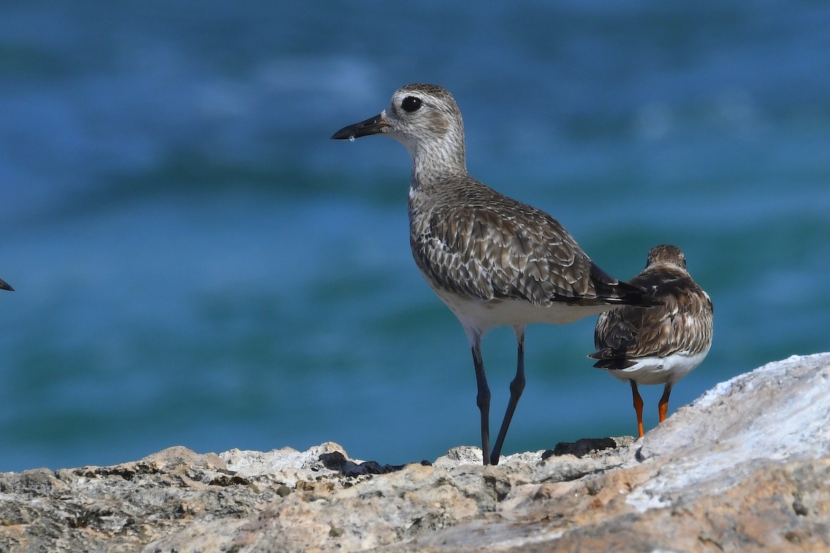 Black-bellied Plover - ML647043125
