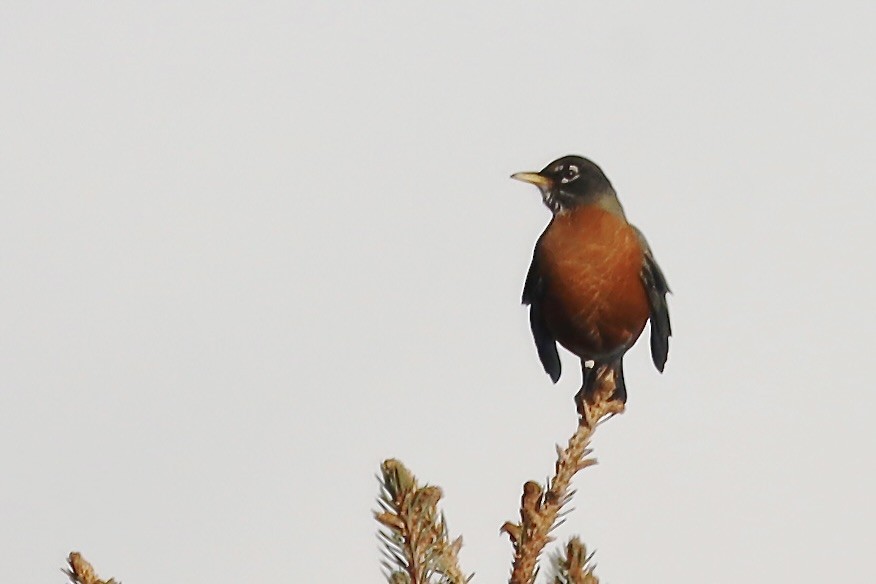 American Robin - ML647043127