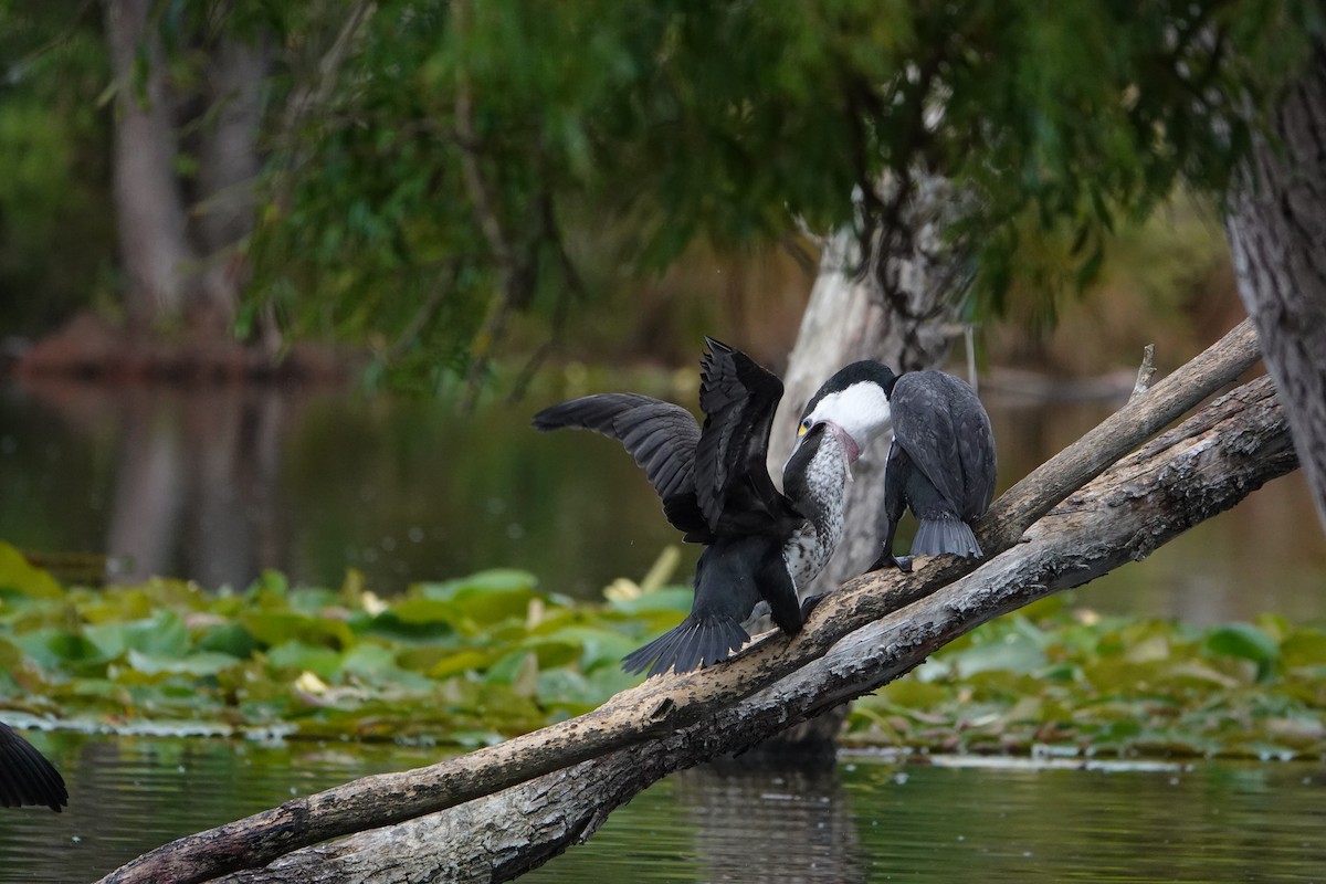 マミジロウ - ML647043138