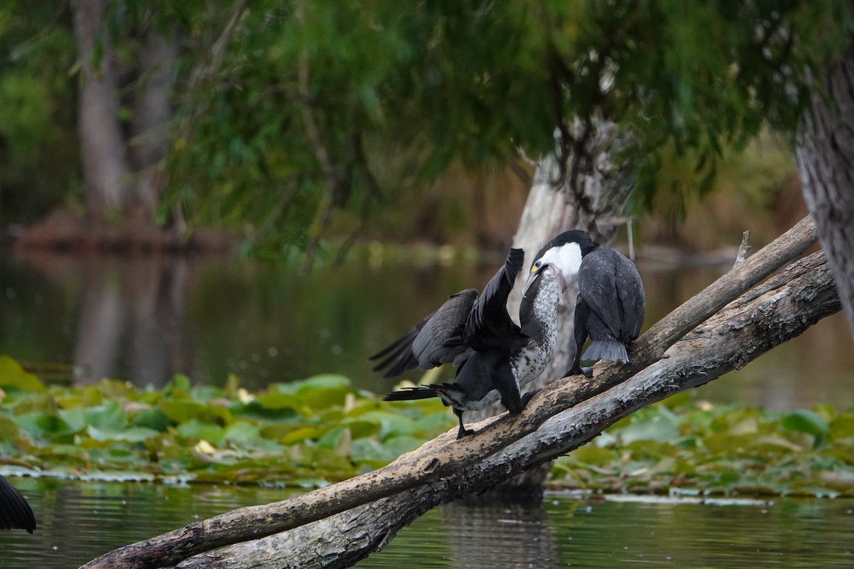 マミジロウ - ML647043153