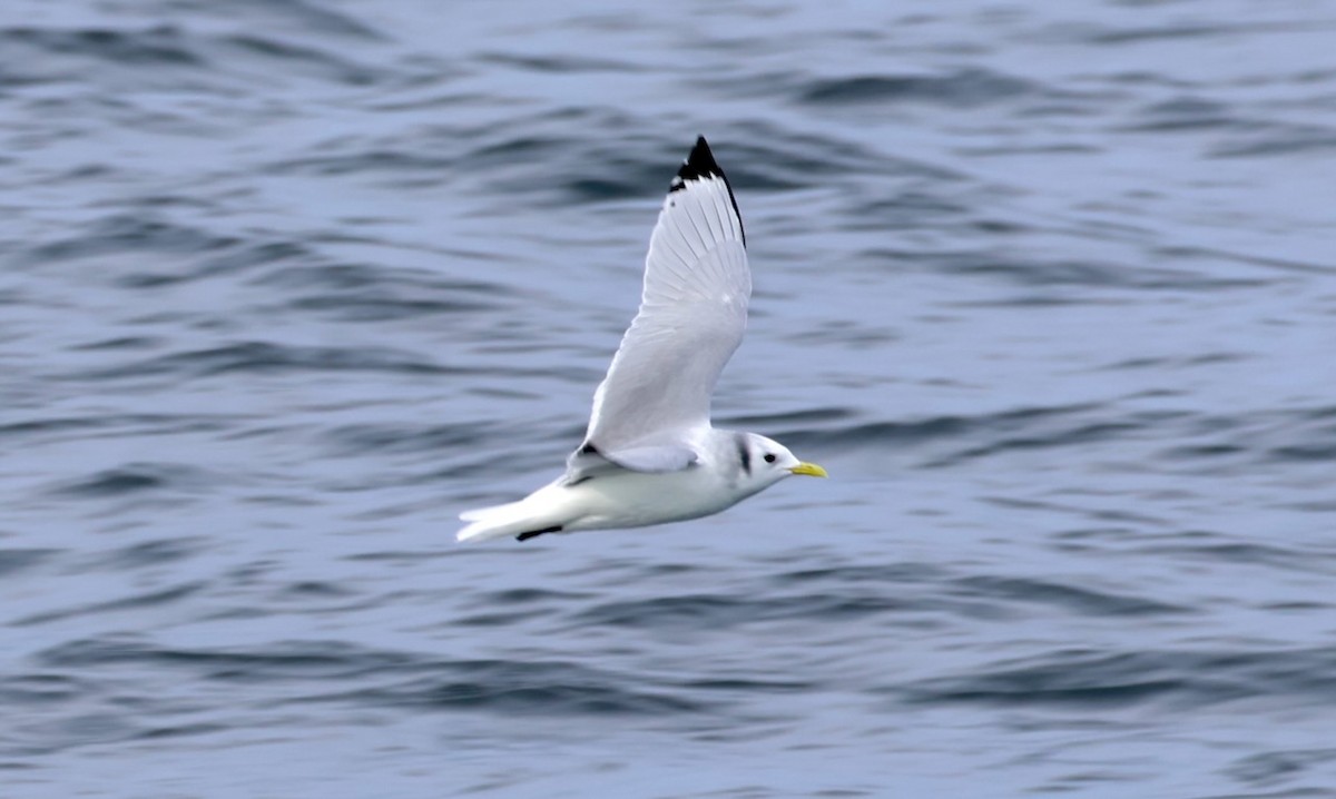 Black-legged Kittiwake - ML647043154