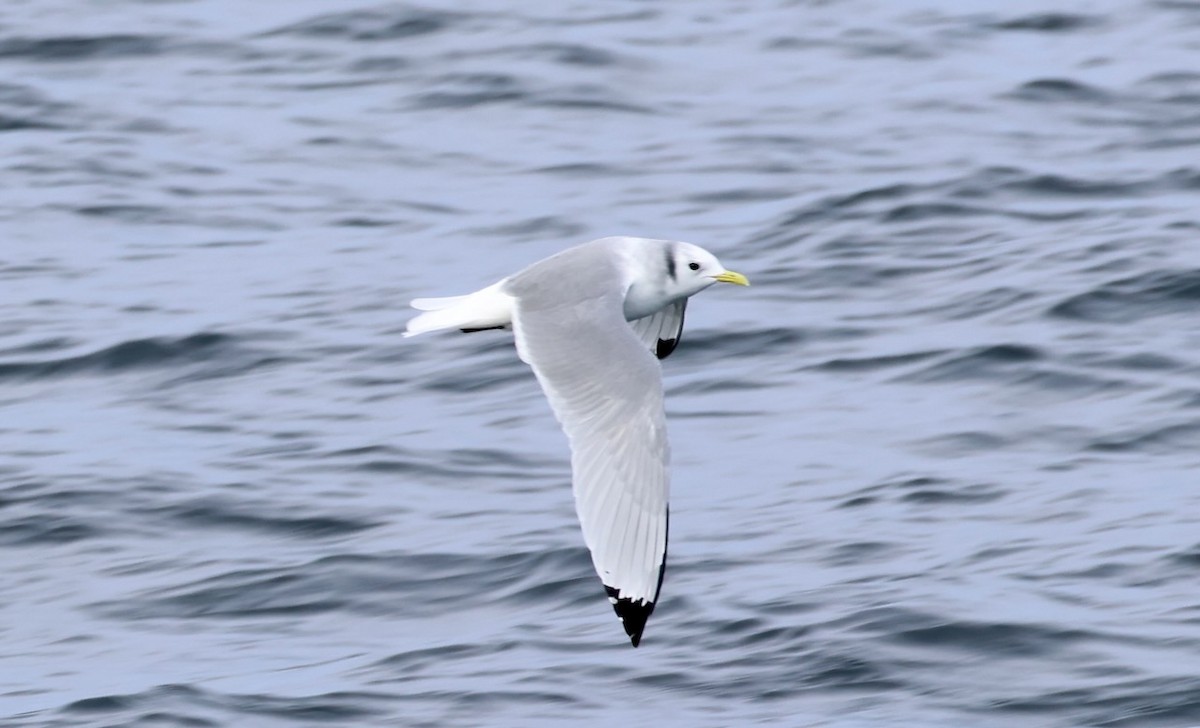 Black-legged Kittiwake - ML647043155