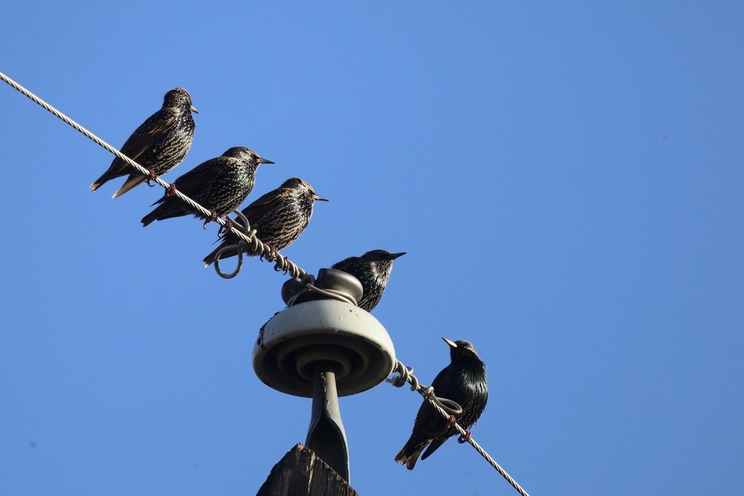 European Starling - ML647043156