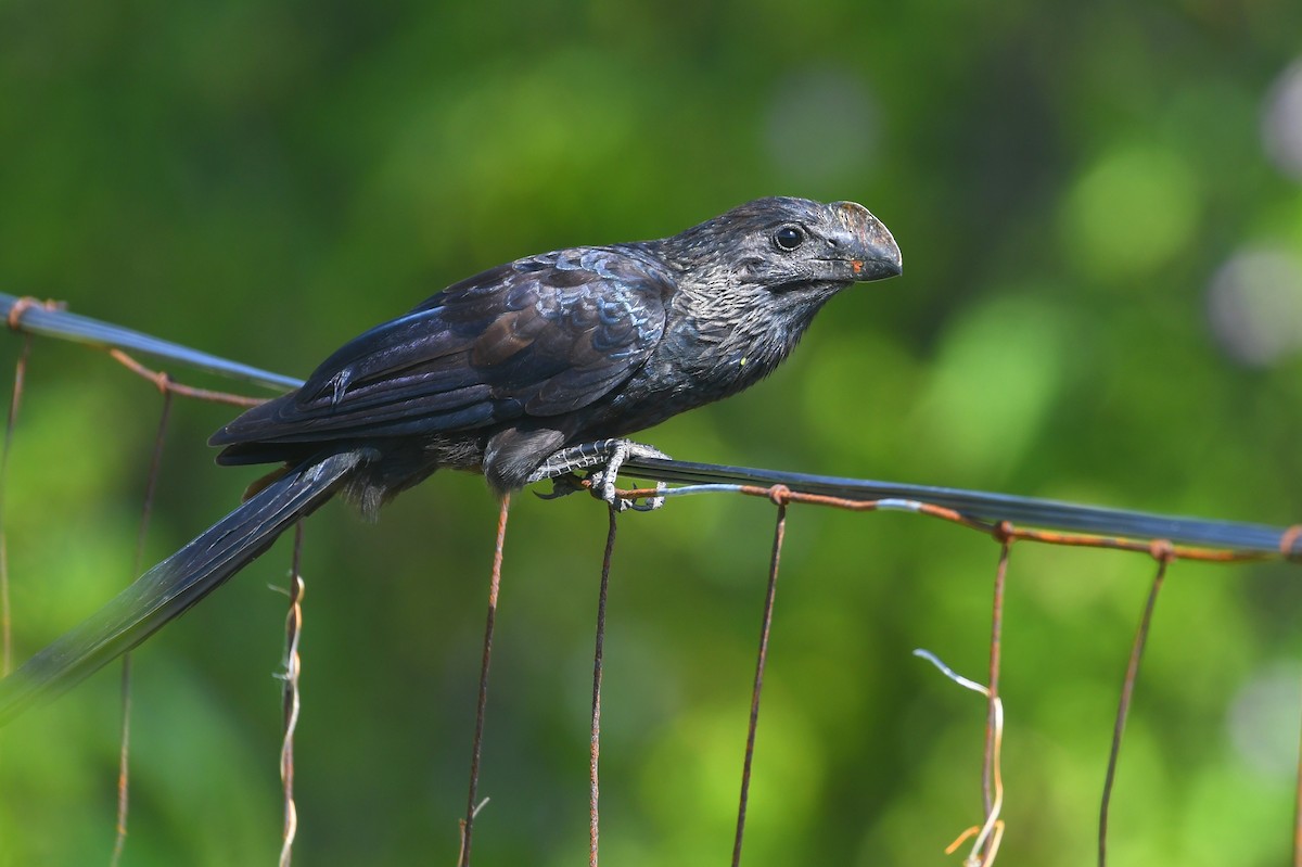 Smooth-billed Ani - ML647043157