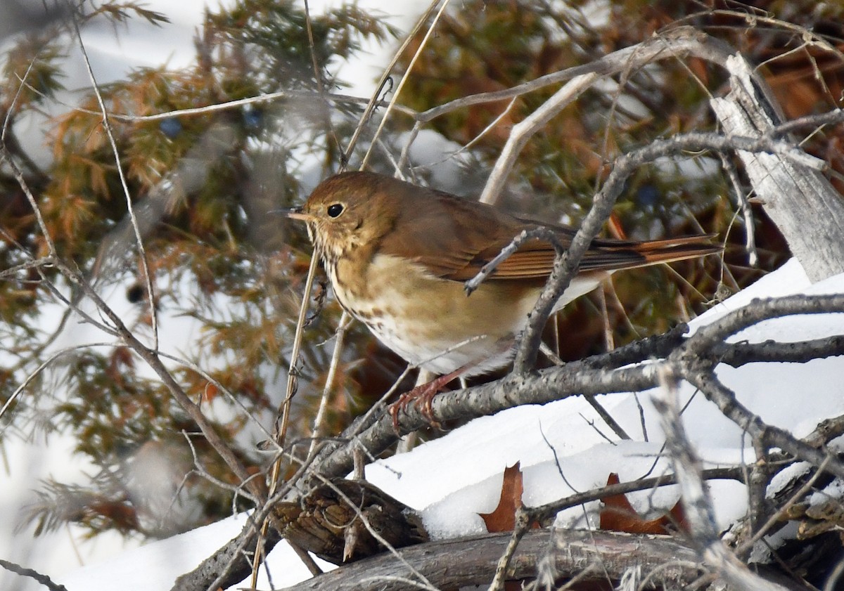Zorzalito Colirrufo - ML647043161