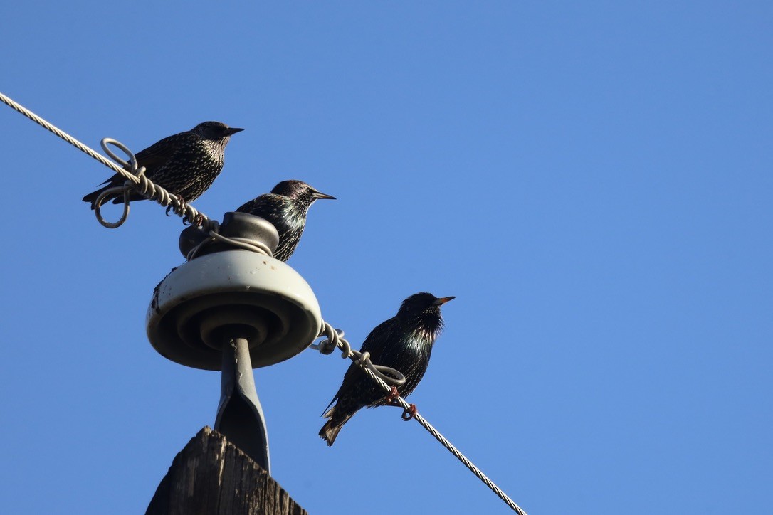 European Starling - ML647043163