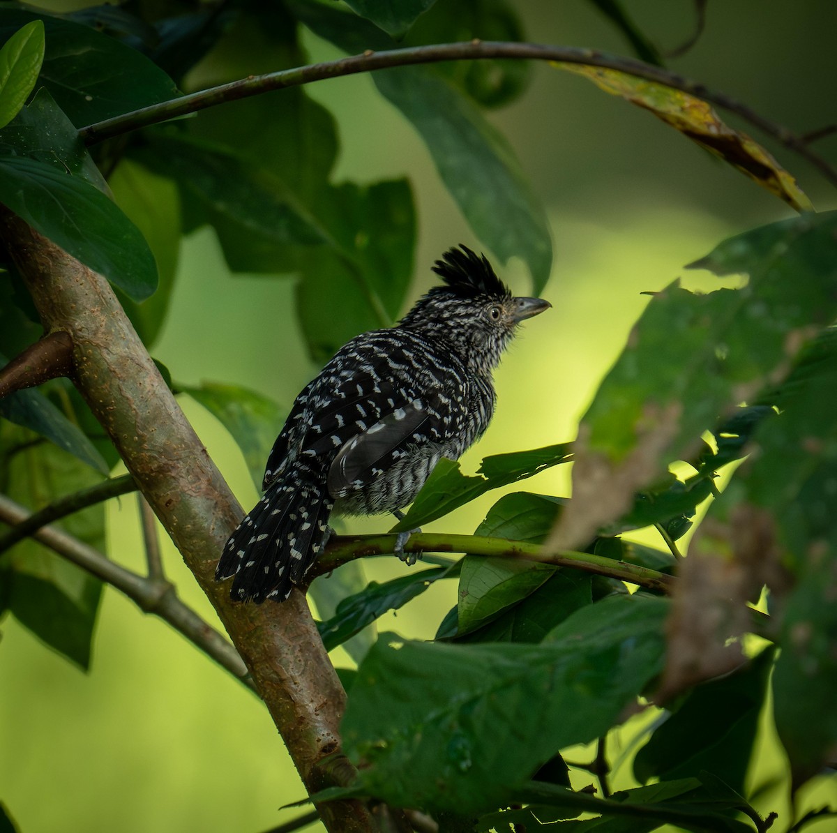 Barred Antshrike - ML647043167