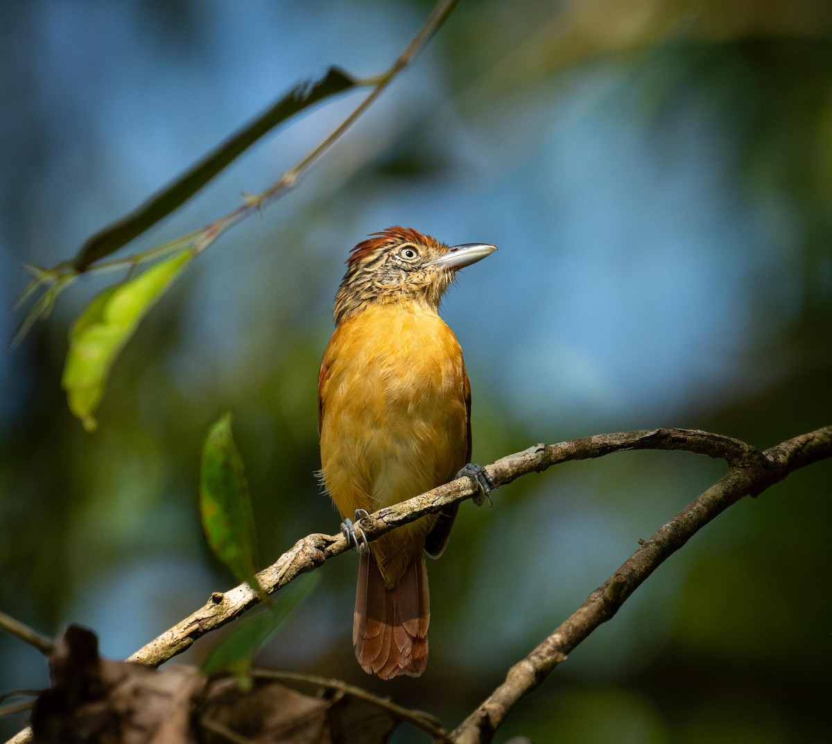 Barred Antshrike - ML647043168