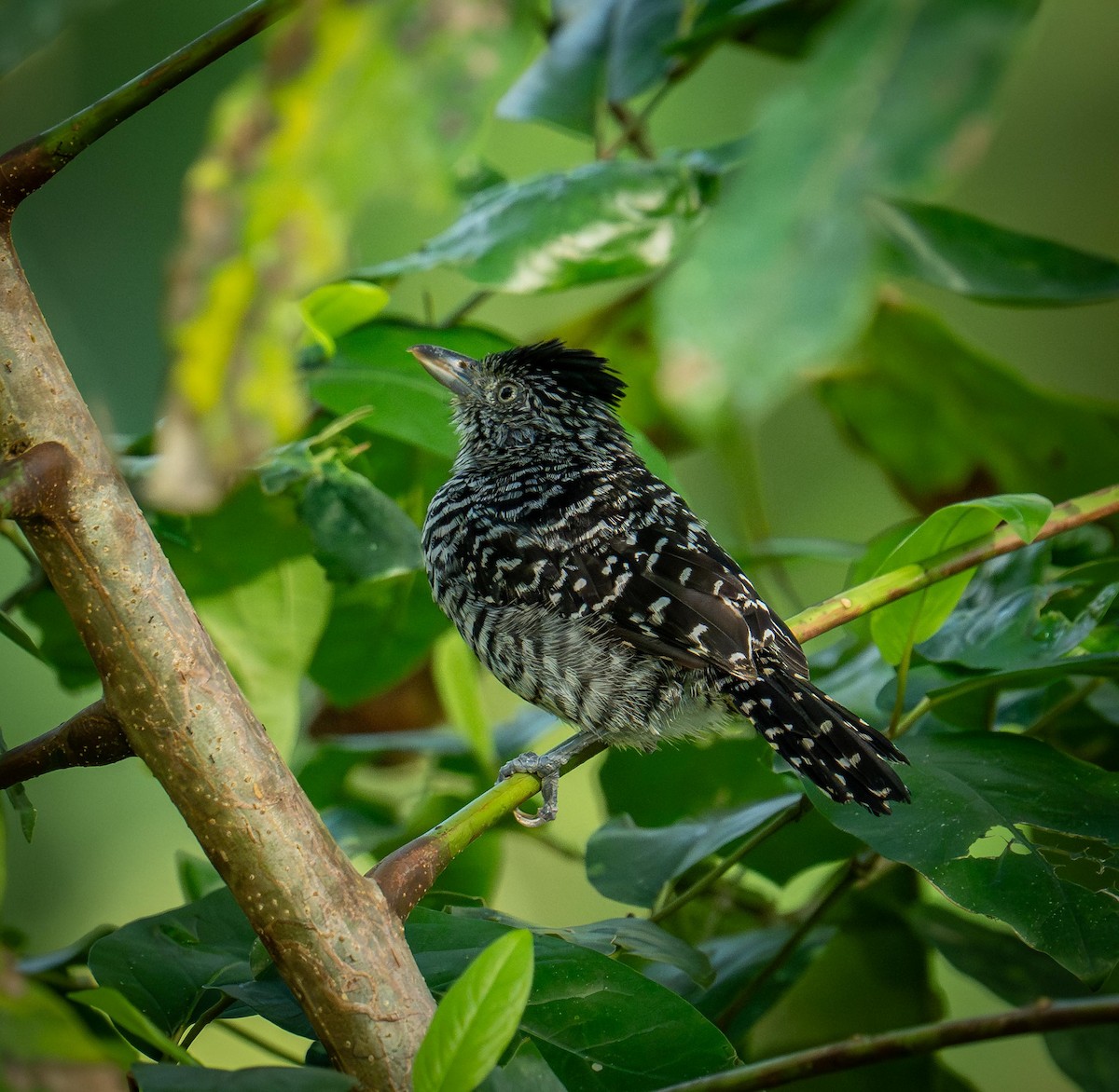 Barred Antshrike - ML647043169