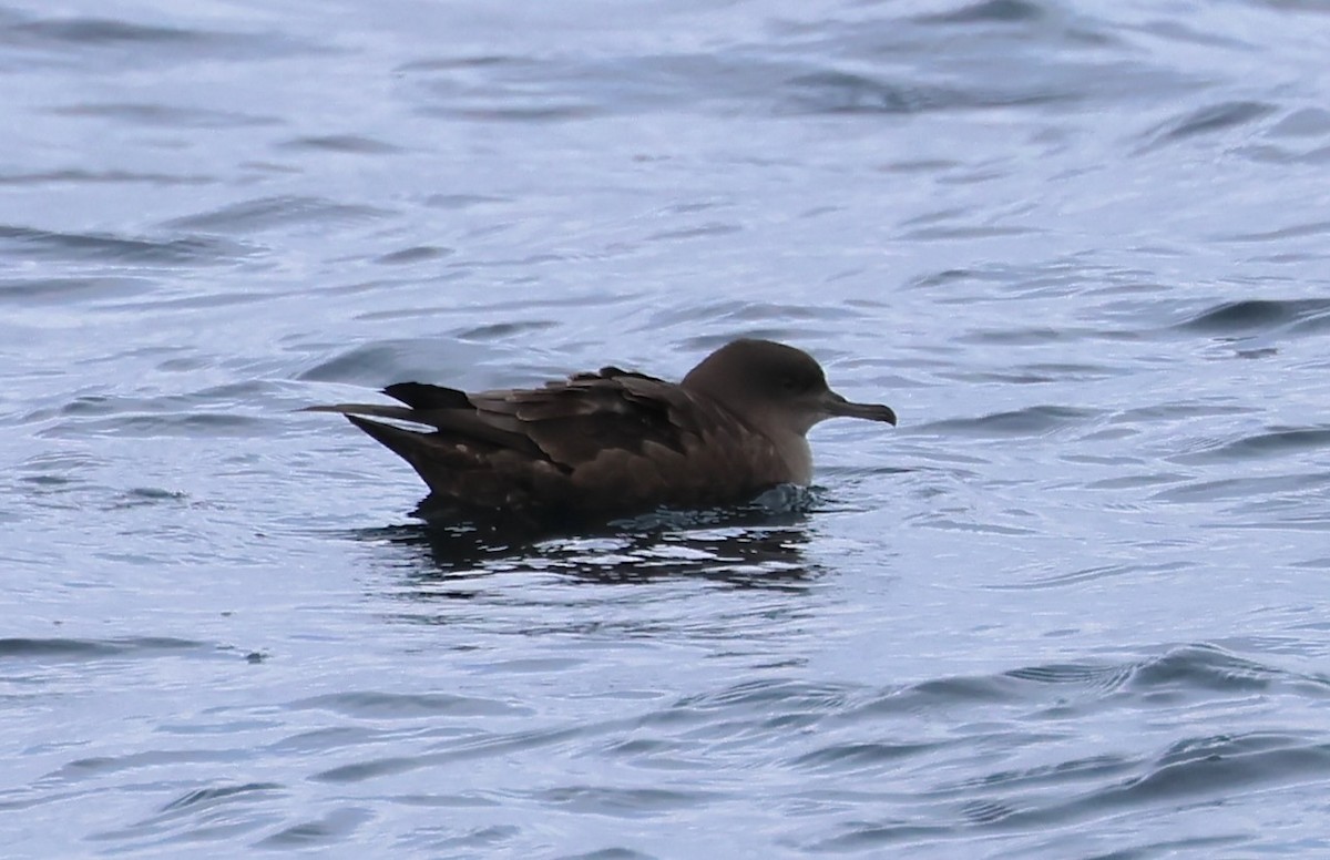 Sooty Shearwater - ML647043170