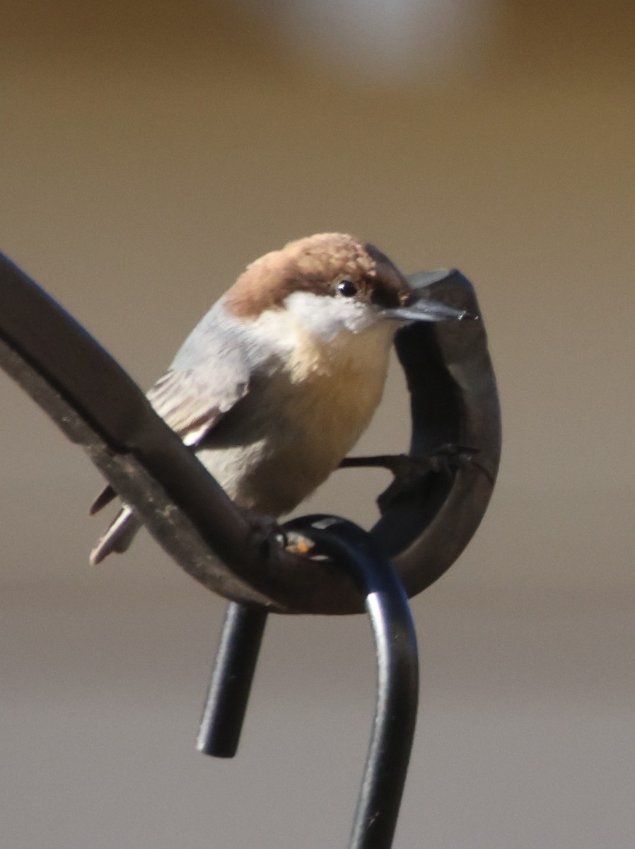 Sittelle à tête brune - ML647043174