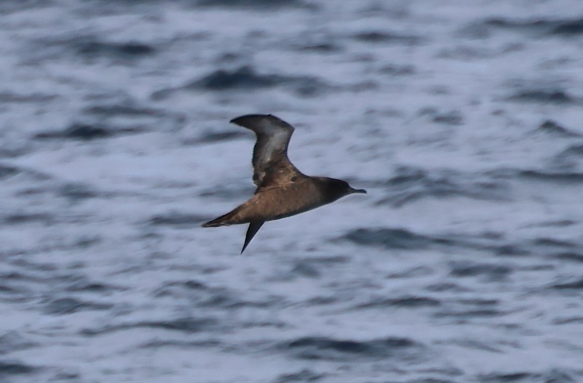 Sooty Shearwater - ML647043177