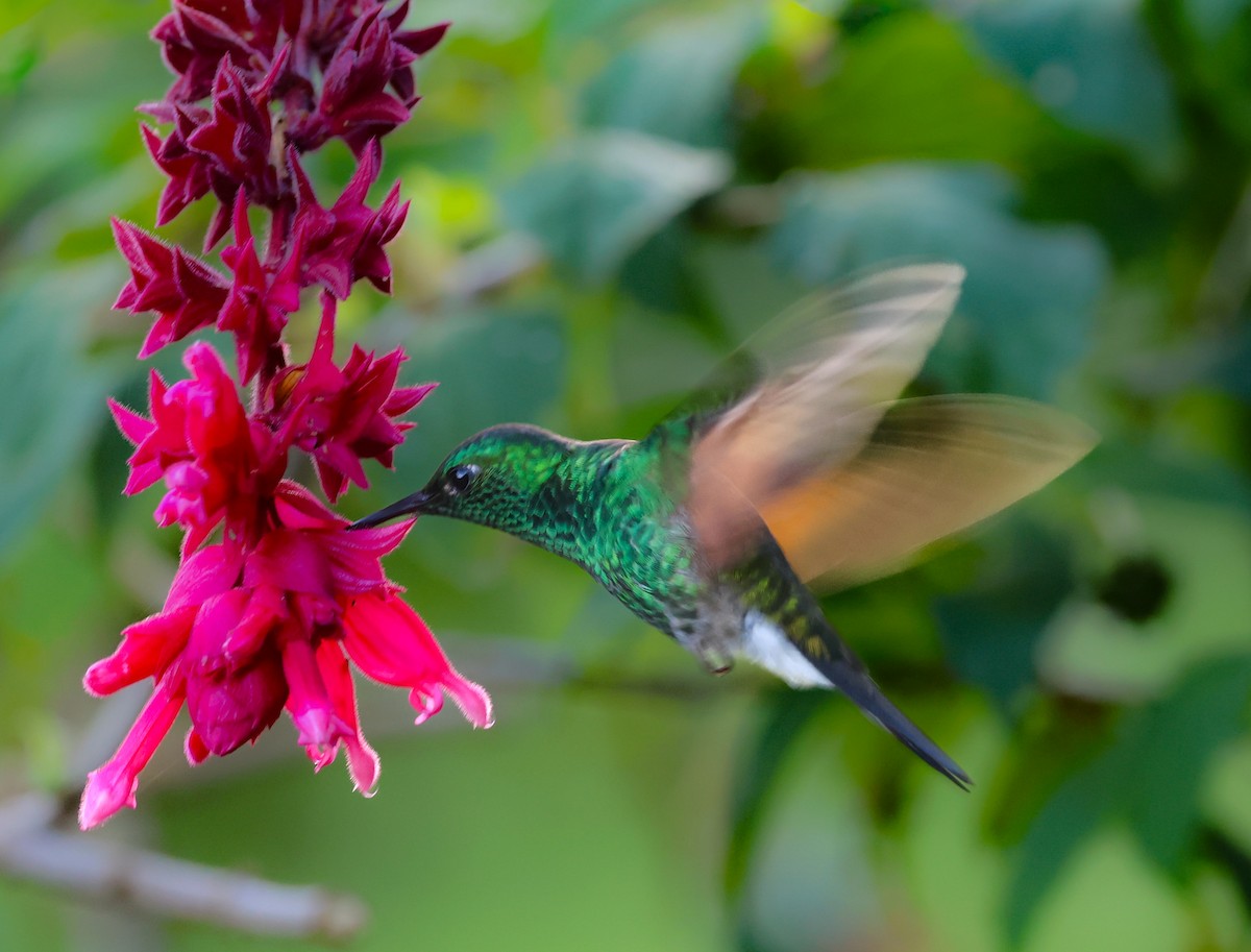 Stripe-tailed Hummingbird - ML647043179