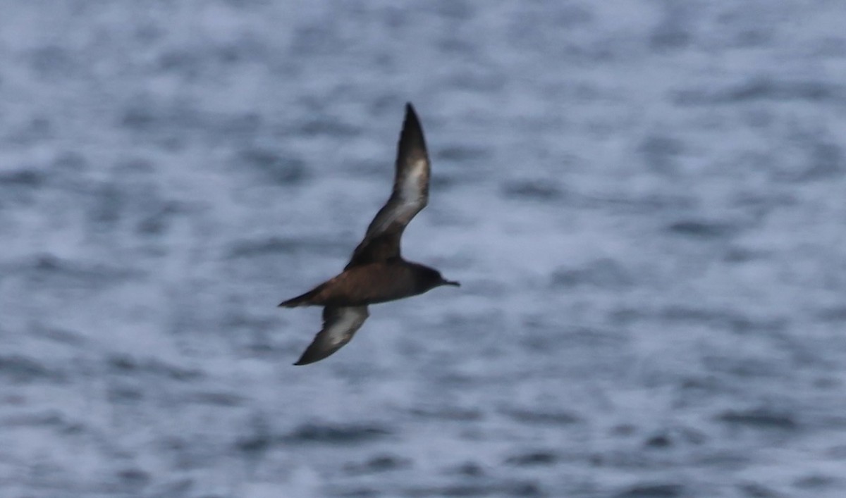 Sooty Shearwater - ML647043184