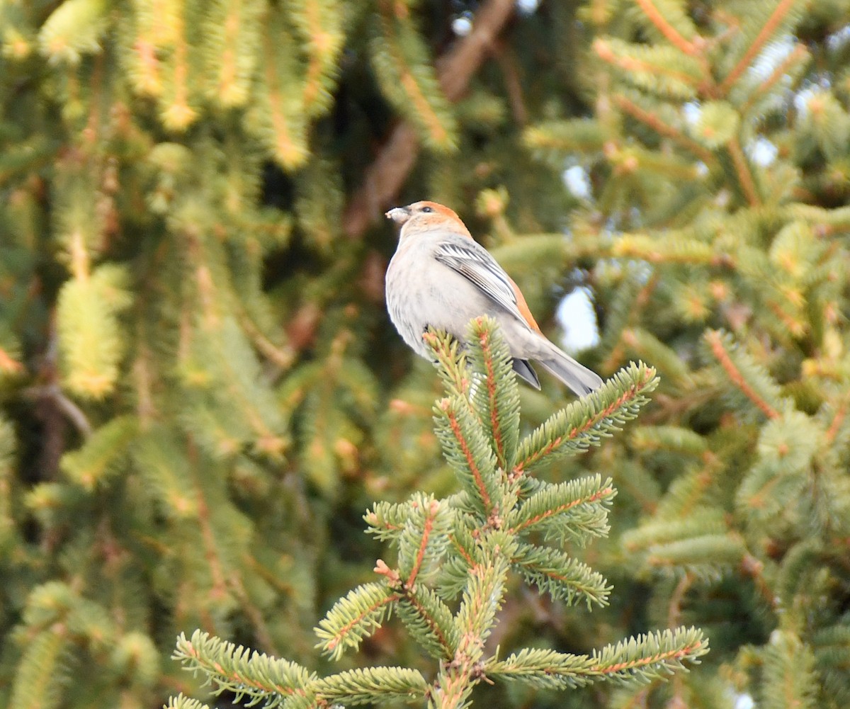 Pinu-gailupa - ML647043186