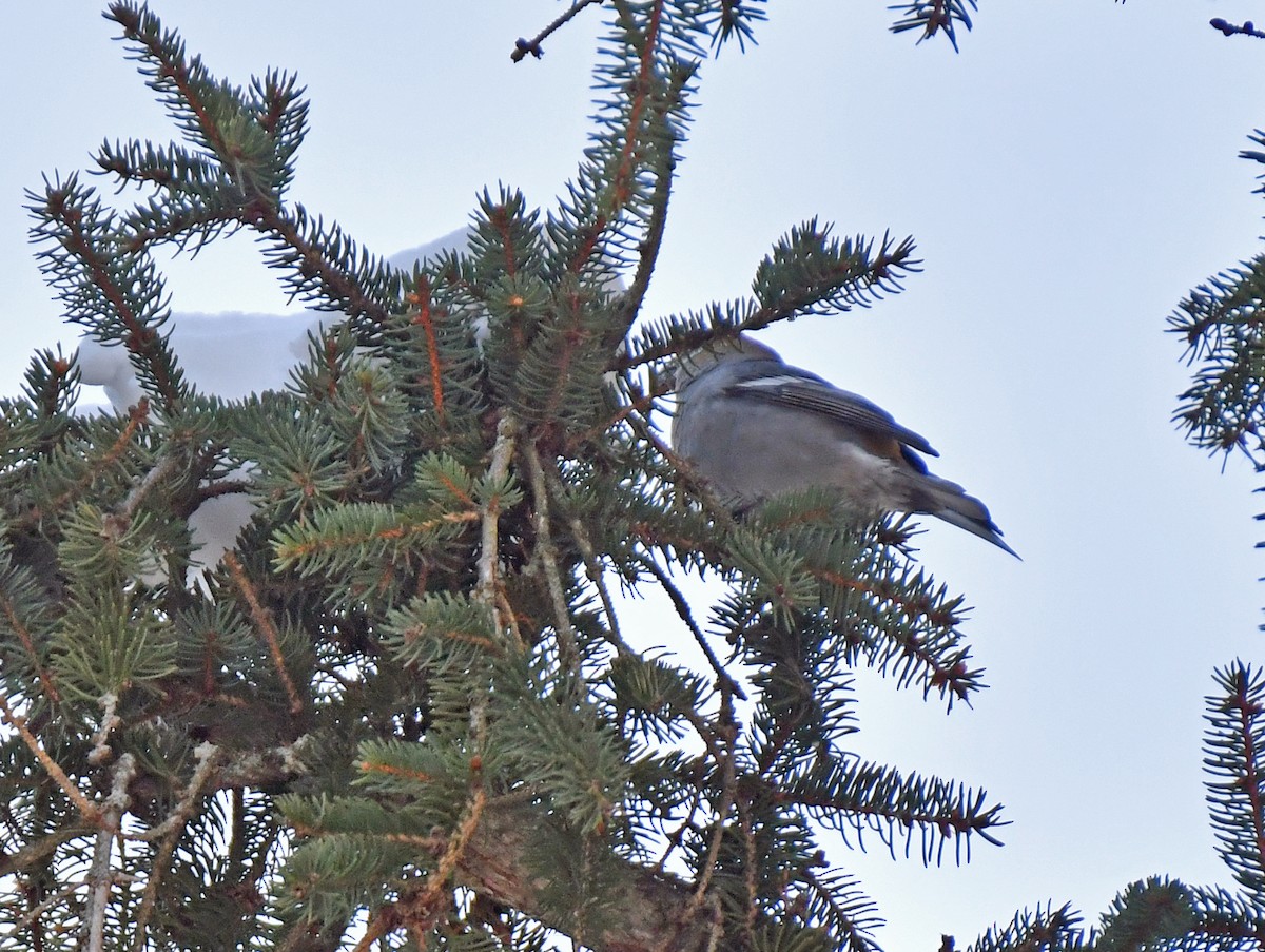 Pinu-gailupa - ML647043187