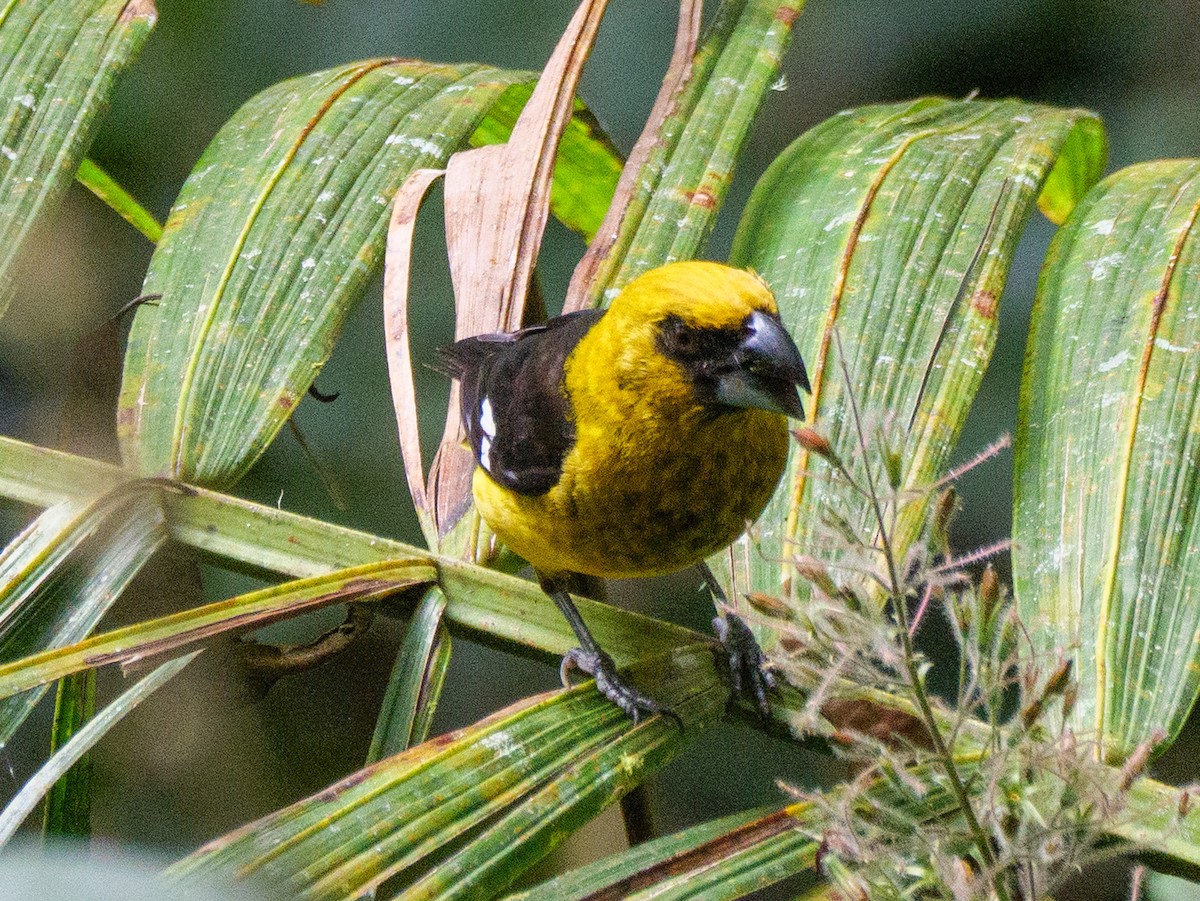 Black-thighed Grosbeak - ML647043188