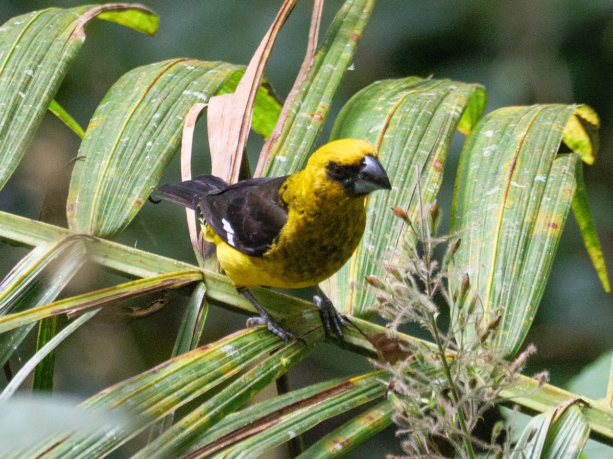 Black-thighed Grosbeak - ML647043189