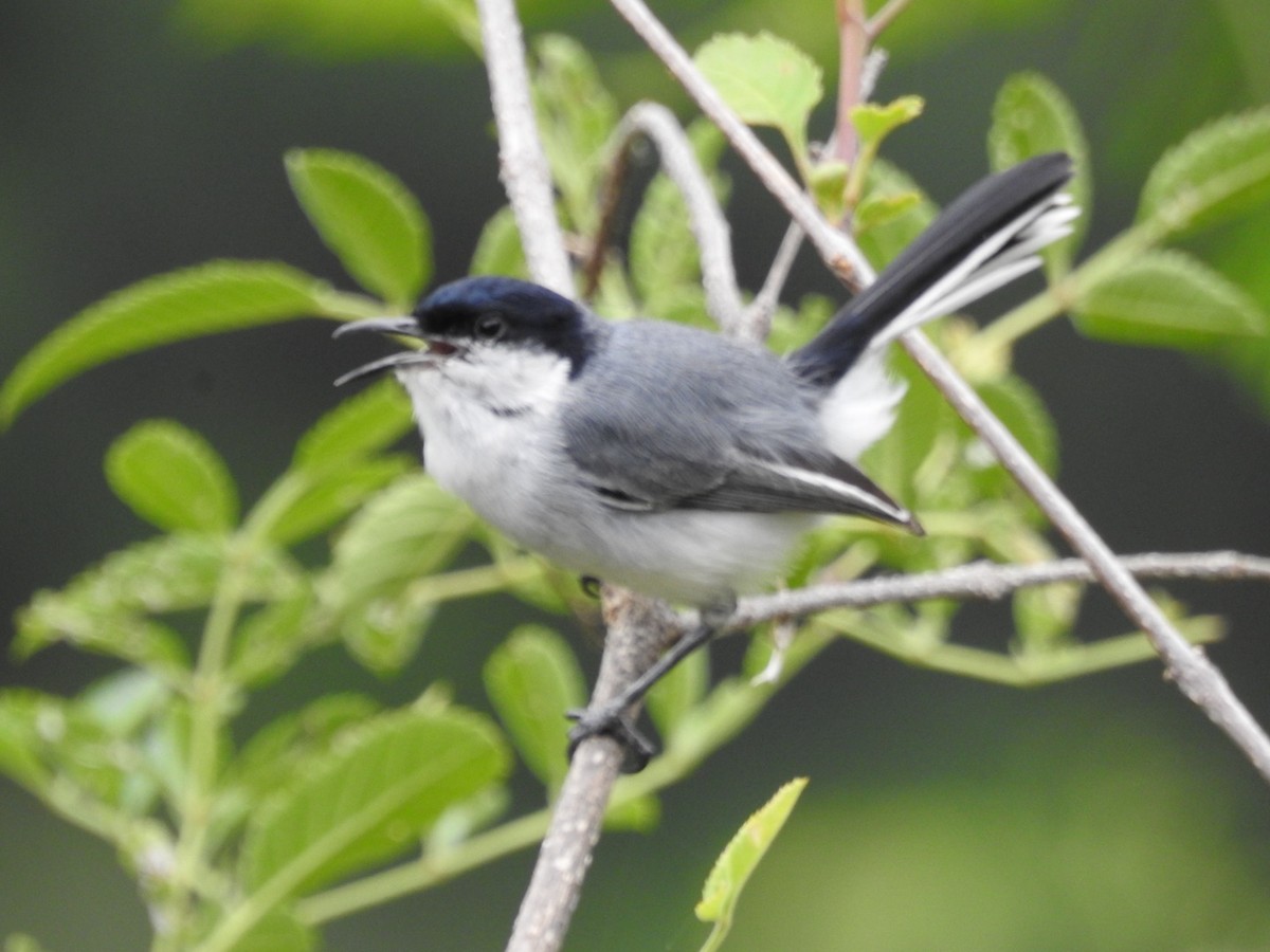 Marañon Gnatcatcher - ML647043191