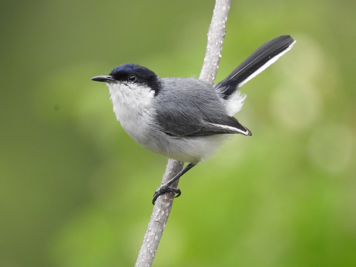 Marañon Gnatcatcher - ML647043192