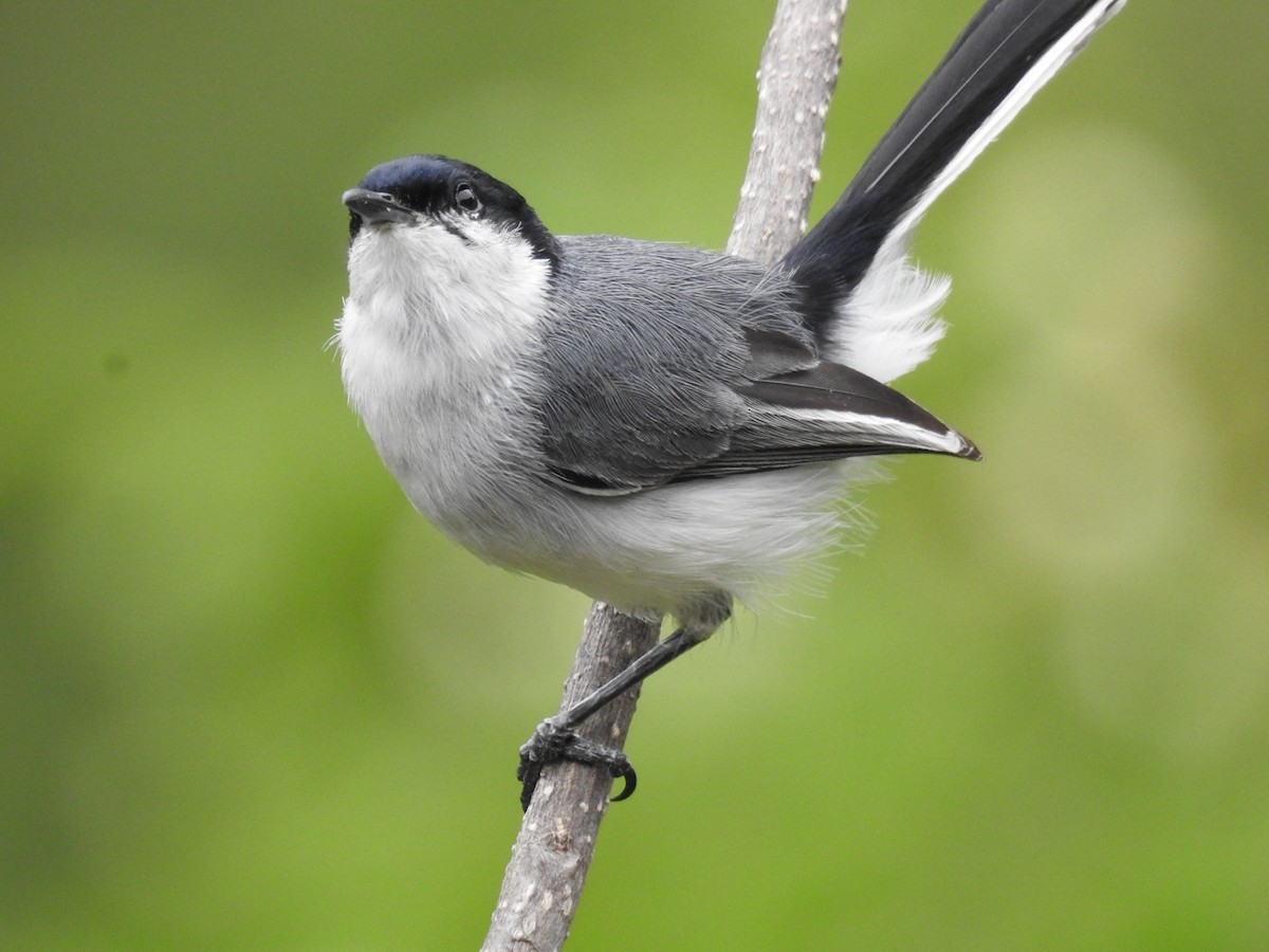Marañon Gnatcatcher - ML647043193