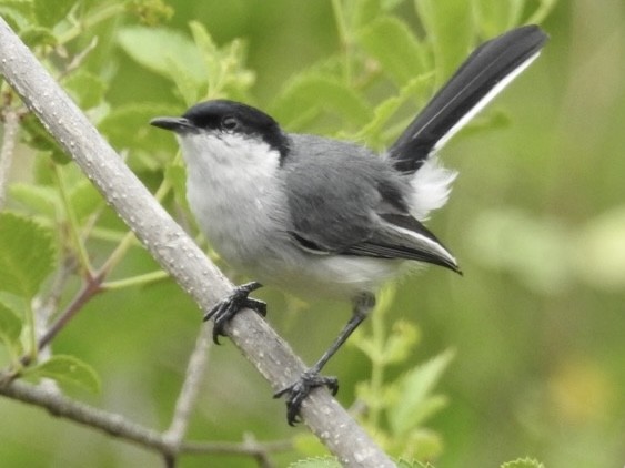 Marañon Gnatcatcher - ML647043194
