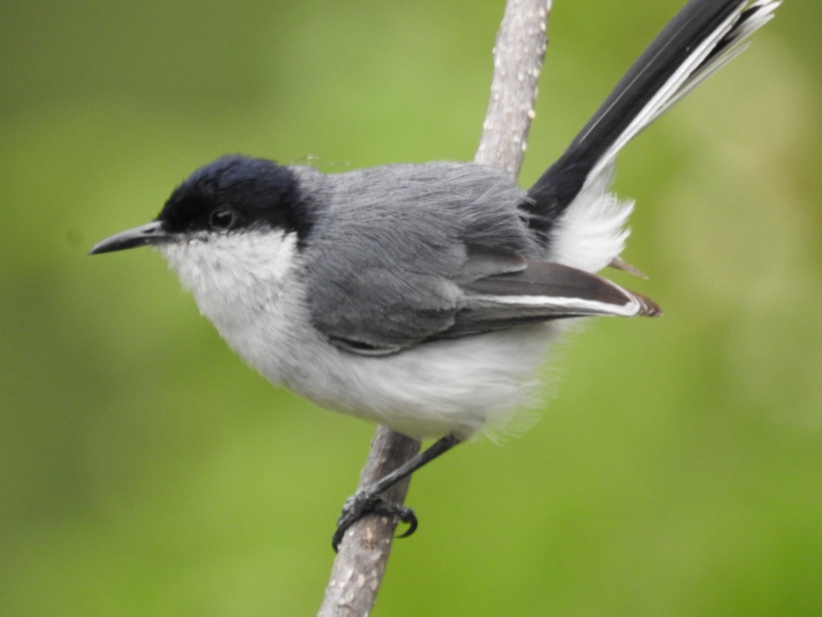 Marañon Gnatcatcher - ML647043195