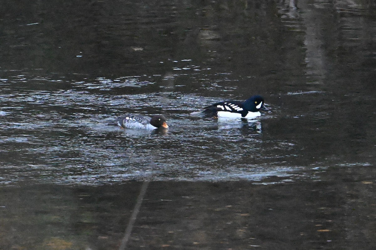 hohol islandský - ML647043196