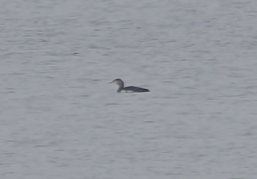 Sterntaucher - ML647043197