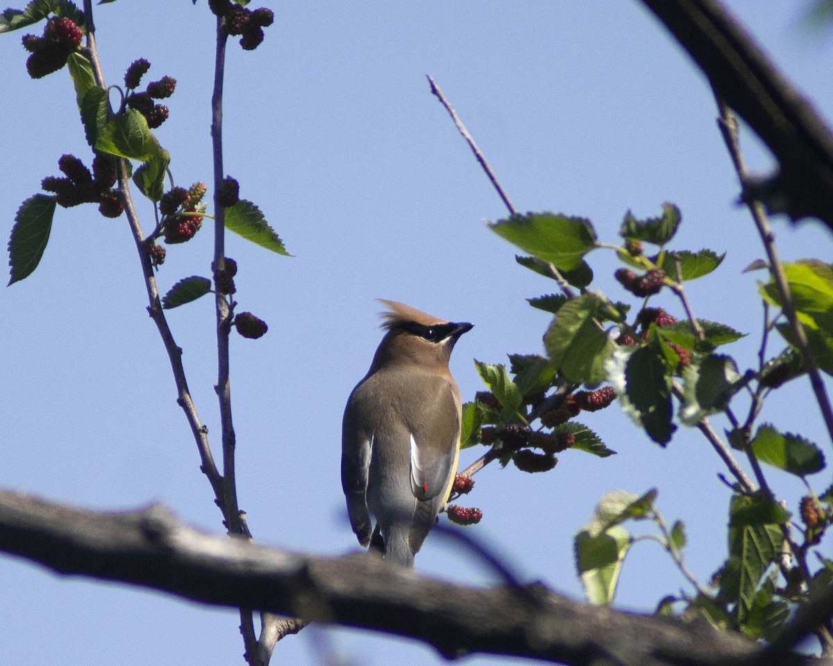 ヒメレンジャク - ML647043201